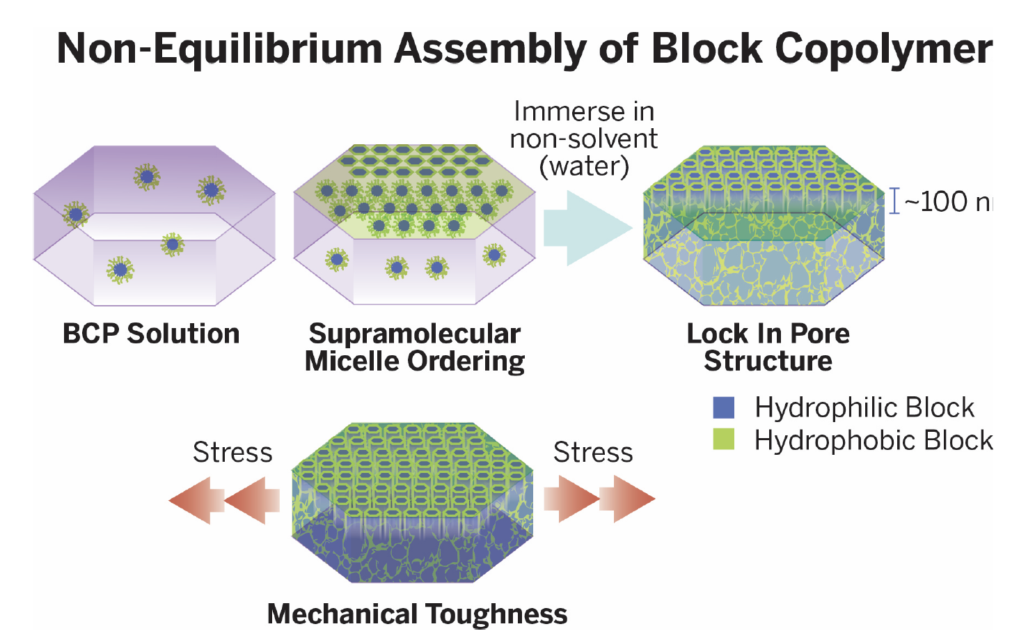 Non-equilibrium Assembly of Block Copolymer Non-equilibrium Assembly of Block Copolymer