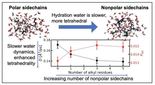 Sequence modulates polypeptoid hydration water structure and dynamics