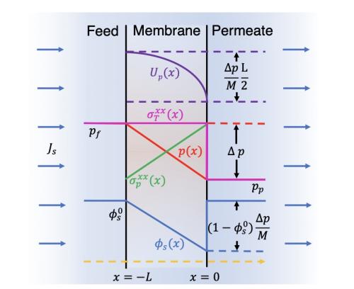 A unified two-phase membrane transport model