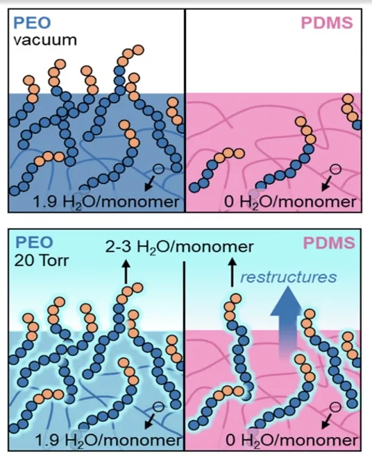 In situ ambient pressure X-ray photoelectron spectroscopy (APXPS) reveals that polypeptoid-modifications can alter polymer interactions with water and instigate surface restructuring.