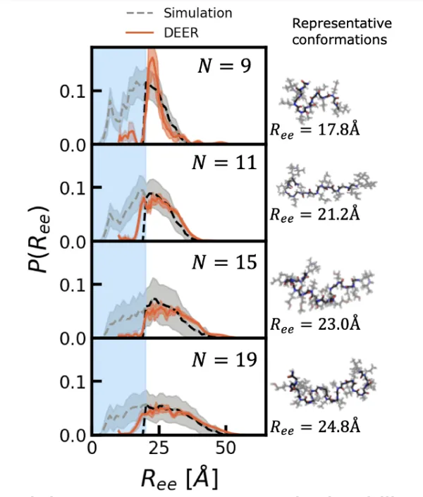 Proposed and cross-validated experimental and computational workflows to analyze structural populations of disordered polypeptoids. 