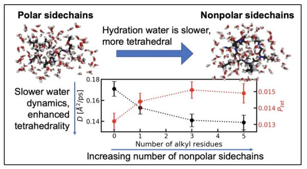 Sequence modulates polypeptoid hydration water structure and dynamics